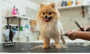 Pet Grooming and Surgery Services