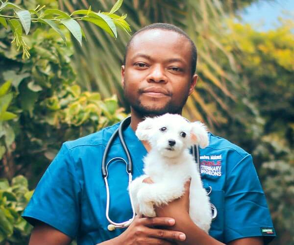 All Veterinary Services